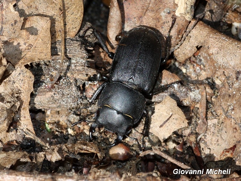 Dorcus parallelepipedus